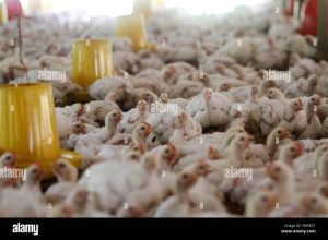 Penyakit Ayam Lengkap di Kebasen, Banyumas
