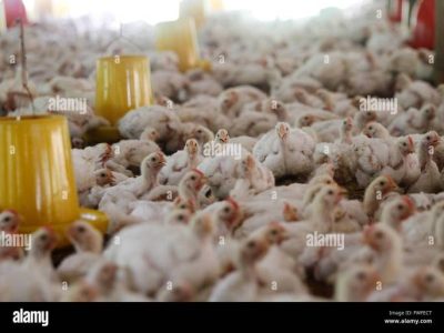 Penyakit Ayam Lengkap di Kebasen, Banyumas