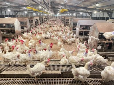 DOC Broiler Murah di Rawalo, Banyumas