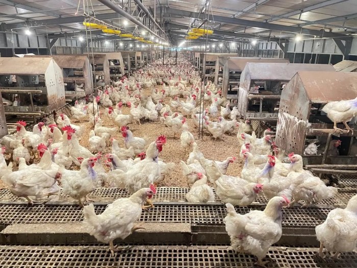 DOC Broiler Murah di Rawalo, Banyumas