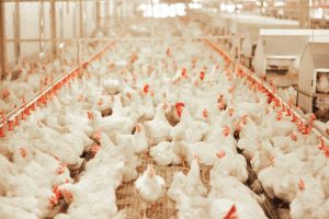 Ayam Petelur Tidak Produksi di Kutowinangun, Kebumen