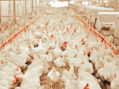 Ayam Petelur Tidak Produksi di Kutowinangun, Kebumen