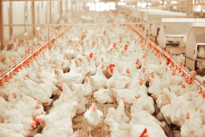 Ayam Petelur Tidak Produksi di Kutowinangun, Kebumen