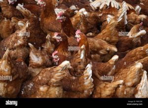 Ayam Kampung Petelur di Ajibarang, Banyumas Berkembang Pesat