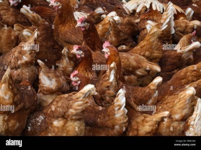 Ayam Kampung Petelur di Ajibarang, Banyumas