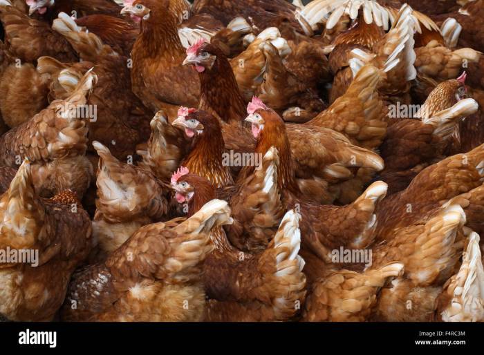 Ayam Kampung Petelur di Ajibarang, Banyumas