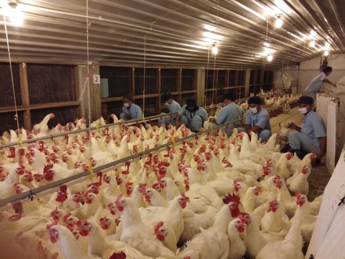 Ayam Broiler Cepat Panen di Sokaraja, Banyumas