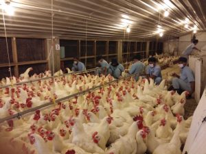 Ternak Ayam Modal Kecil di Ajibarang, Banyumas Menjanjikan