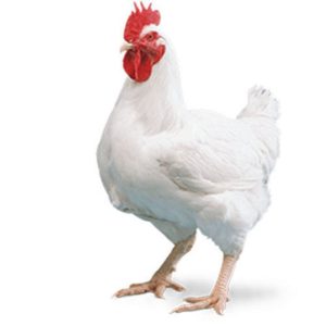 Harga Ayam Broiler di Buluspesantren, Kebumen 2023