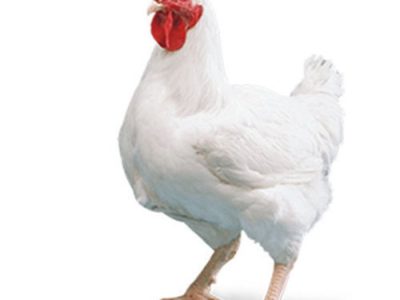 Harga Ayam Broiler di Buluspesantren, Kebumen
