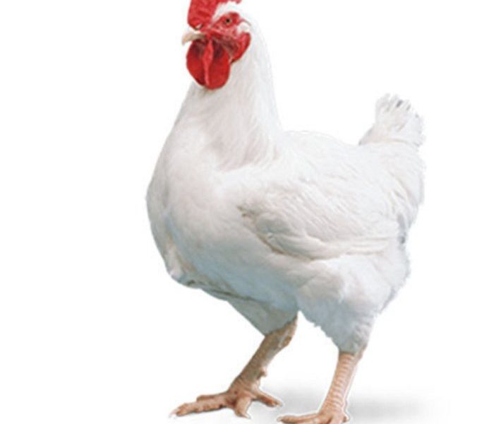 Harga Ayam Broiler di Buluspesantren, Kebumen