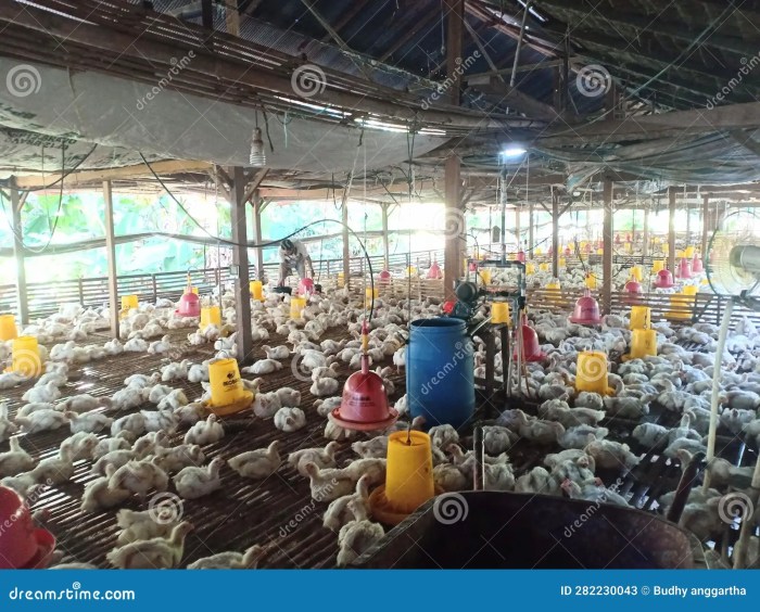 Usaha Ayam Broiler di Purwojati, Banyumas