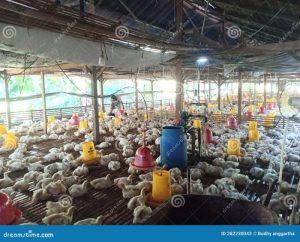 Usaha Ayam Broiler di Purwojati, Banyumas yang Menjanjikan