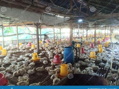 Usaha Ayam Broiler di Purwojati, Banyumas