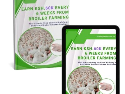 Ternak Ayam Broiler di Kedung Banteng, Banyumas