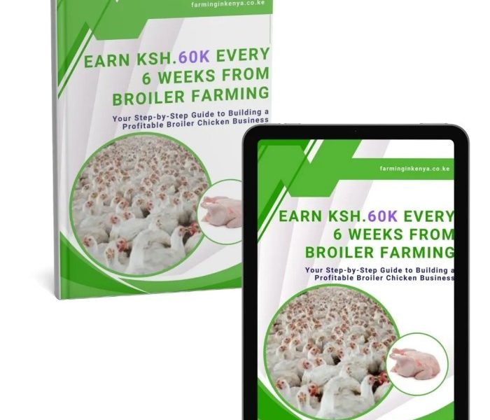 Ternak Ayam Broiler di Kedung Banteng, Banyumas