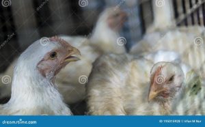 Ayam Broiler Sakit di Loano, Purworejo Perlu Diwaspadai