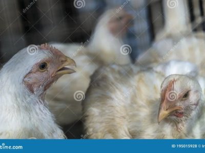 Ayam Broiler Sakit di Loano, Purworejo