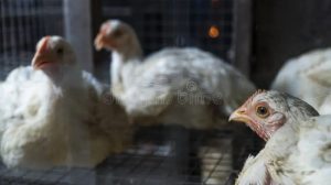 Ayam Broiler Cepat Panen di Kalibagor, Banyumas