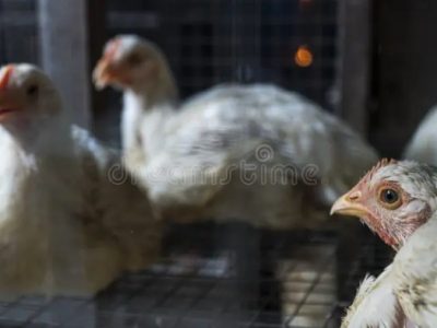 Ayam Broiler Cepat Panen di Kalibagor, Banyumas