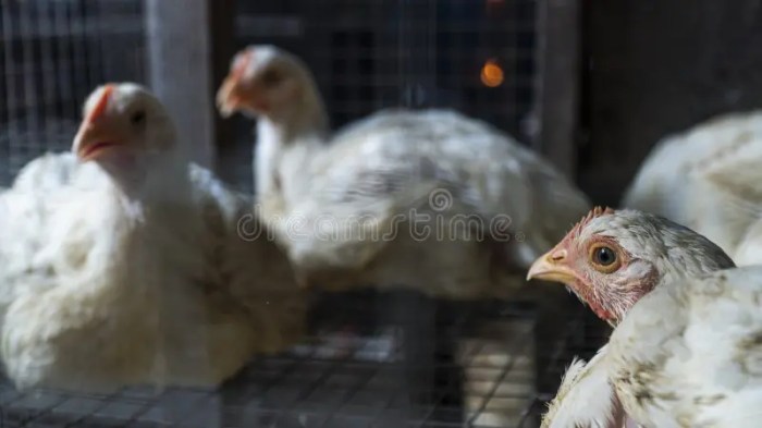 Ayam Broiler Cepat Panen di Kalibagor, Banyumas