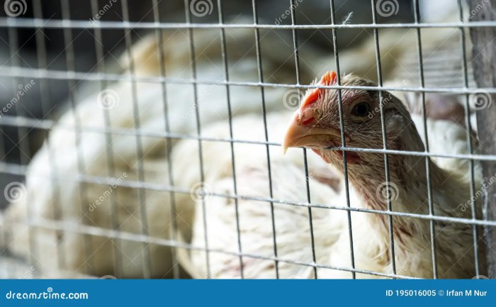 Ayam Broiler Cepat Panen di Purwokerto Timur, Banyumas
