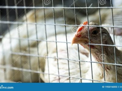 Ayam Broiler Cepat Panen di Gebang, Purworejo