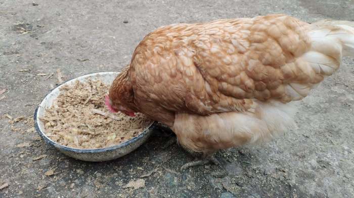 Pakan Ayam Kampung di Mirit, Kebumen