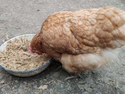 Pakan Ayam Kampung di Mirit, Kebumen