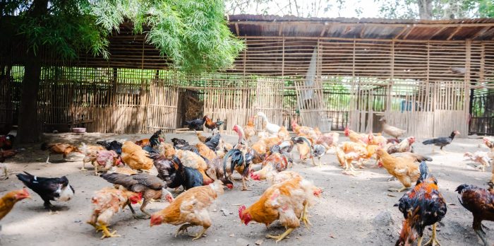 Ternak Ayam Organik di Ambal, Kebumen