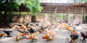 Ternak Ayam Organik di Ambal, Kebumen Memperbaiki Kesehatan