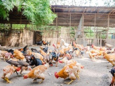 Ternak Ayam Modal Kecil di Patikraja, Banyumas