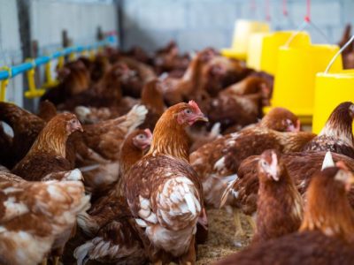 Bisnis Ayam Petelur di Sempor, Kebumen