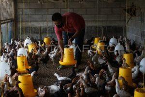 Ayam Petelur Tidak Produksi di Purwojati, Banyumas