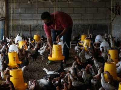 Ayam Petelur Tidak Produksi di Purwojati, Banyumas