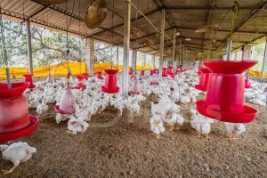 Bisnis Ayam Kampung di Kebasen, Banyumas yang Menjanjikan