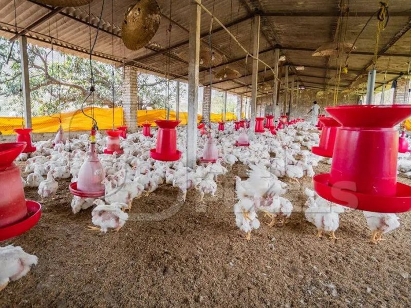 Bisnis Ayam Kampung di Kebasen, Banyumas