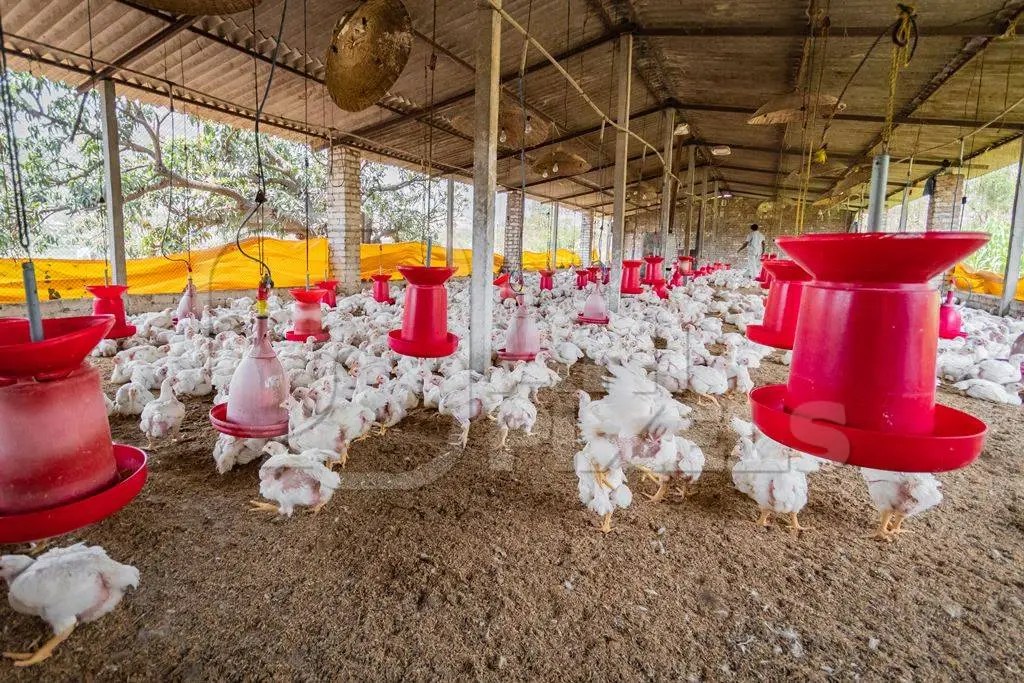 Bisnis Ayam Kampung di Kebasen, Banyumas