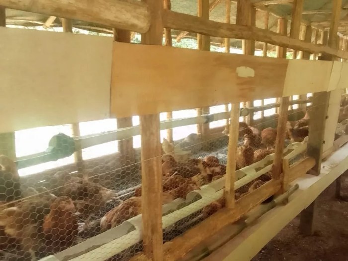 Ternak Ayam Petelur di Prembun, Kebumen