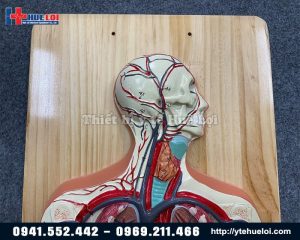 Ternak Ayam Modal Kecil di Purwodadi, Purworejo