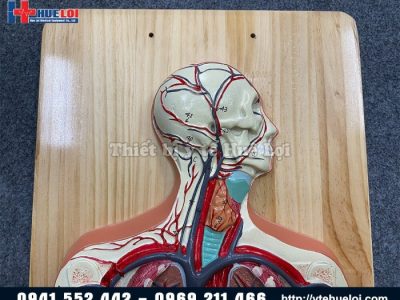 Ternak Ayam Modal Kecil di Purwodadi, Purworejo