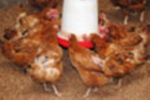Harga Pakan Ayam di Buayan, Kebumen yang Berfluktuasi