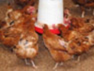 Harga Pakan Ayam di Buayan, Kebumen