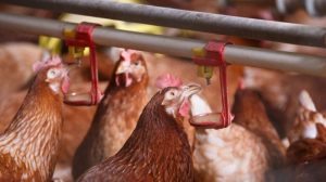 Ayam Mati Mendadak di Pituruh, Purworejo Mengungkap Masalah Serius