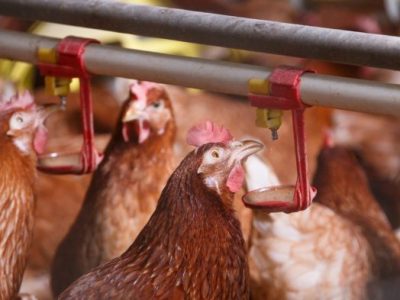 Ayam Mati Mendadak di Pituruh, Purworejo