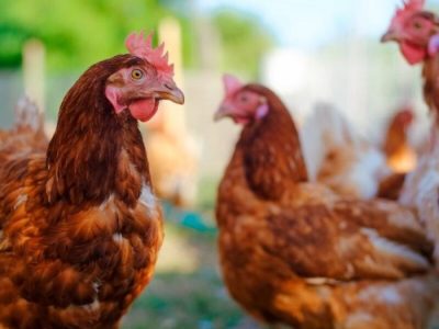 Penyakit Ayam Lengkap di Alian, Kebumen