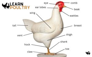 Ternak Ayam Broiler di Kebasen, Banyumas yang Berhasil