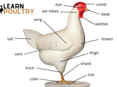 Ternak Ayam Broiler di Kebasen, Banyumas