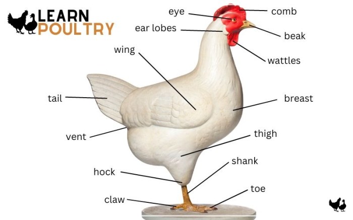 Ternak Ayam Broiler di Kebasen, Banyumas