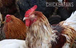 Ayam Mata Bengkak di Karanganyar, Kebumen Berbahaya